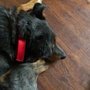 Meet your Posher, Lucy